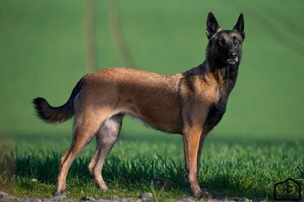 Fotochallenge No. 26                                     Wald und Wiese-Beitrag-Bild