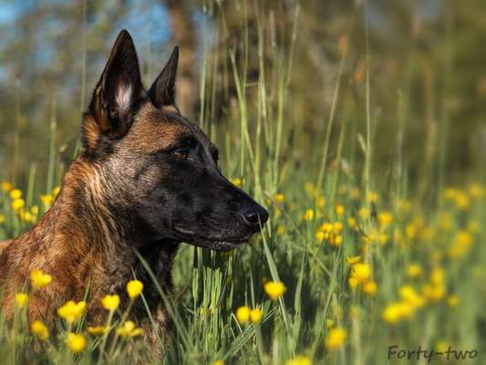 Fotografie / Hundefotografie-Beitrag-Bild