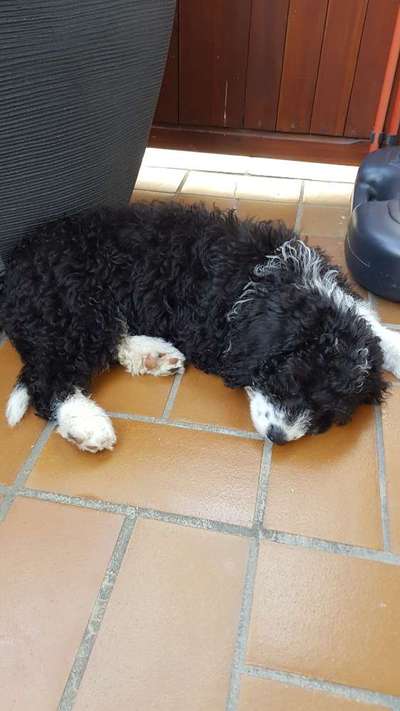 Welpen Bilder !-Beitrag-Bild