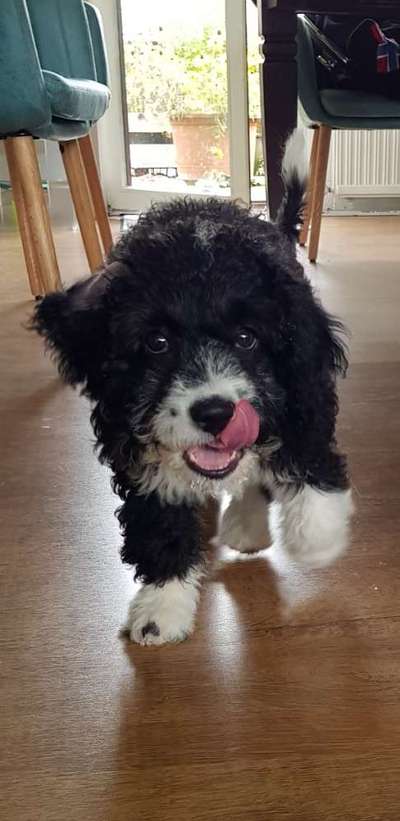 Welpen Bilder !-Beitrag-Bild