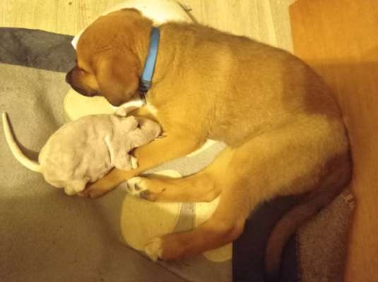 Welpen Bilder !-Beitrag-Bild