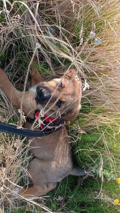 Welpen Bilder !-Beitrag-Bild