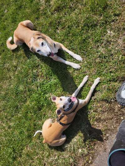 Windhunde - Treffen der besonderen Schönheiten
HERZLICH WILLKOMMEN-Beitrag-Bild