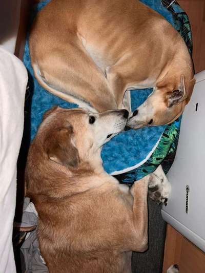 Windhunde - Treffen der besonderen Schönheiten
HERZLICH WILLKOMMEN-Beitrag-Bild