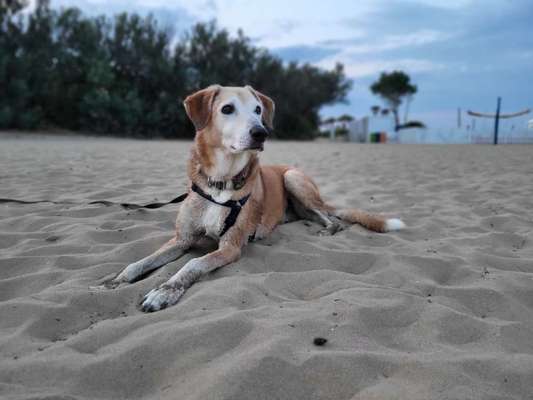 Windhunde - Treffen der besonderen Schönheiten
HERZLICH WILLKOMMEN-Beitrag-Bild