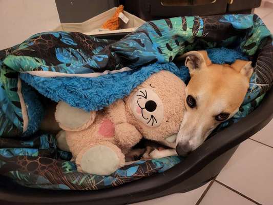 Whippet-Beitrag-Bild