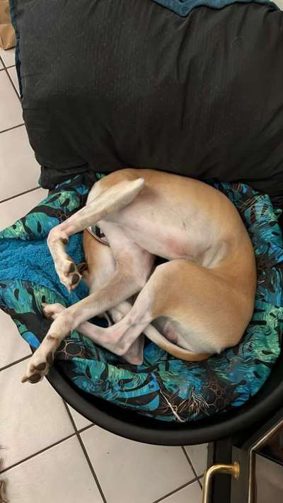 Windhunde - Treffen der besonderen Schönheiten
HERZLICH WILLKOMMEN-Beitrag-Bild