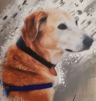 Windhunde - Treffen der besonderen Schönheiten
HERZLICH WILLKOMMEN-Beitrag-Bild