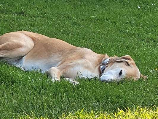 Hundekörbchen für den Außenbereich-Beitrag-Bild