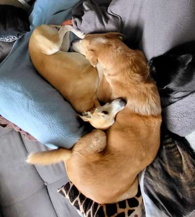 Windhunde - Treffen der besonderen Schönheiten
HERZLICH WILLKOMMEN-Beitrag-Bild