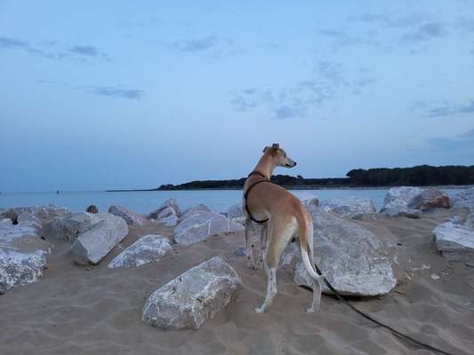 Windhunde - Treffen der besonderen Schönheiten
HERZLICH WILLKOMMEN-Beitrag-Bild