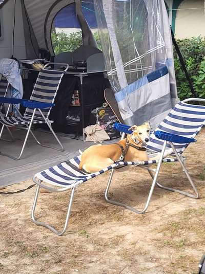 Windhunde - Treffen der besonderen Schönheiten
HERZLICH WILLKOMMEN-Beitrag-Bild