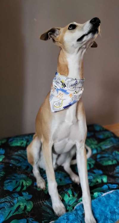 Whippet-Beitrag-Bild