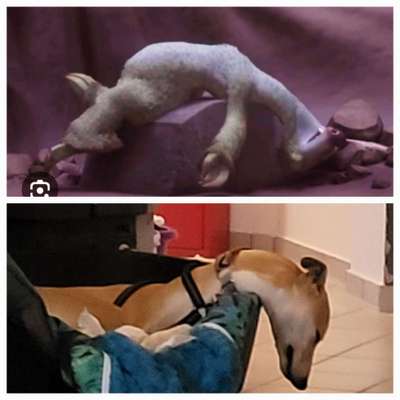 Whippet-Beitrag-Bild