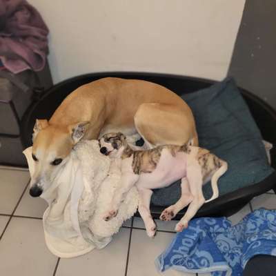 Whippet-Beitrag-Bild