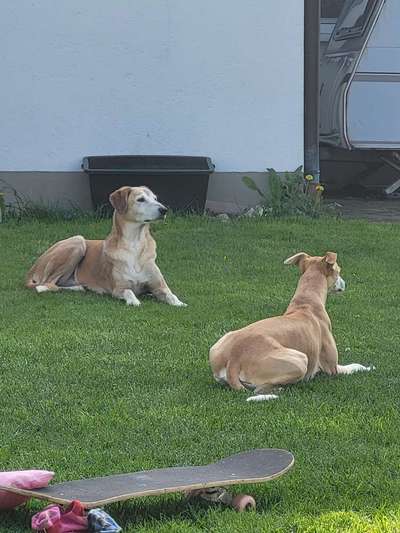 Windhunde - Treffen der besonderen Schönheiten
HERZLICH WILLKOMMEN-Beitrag-Bild