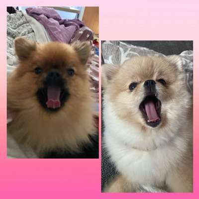 Hundetreffen-Pomeranian