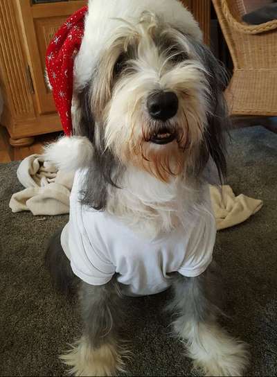 Zeichnungen eurer Hunde-Beitrag-Bild