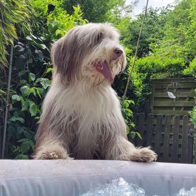Hundetreffen-Beardie sucht lieben Spielkumpel😊-Bild