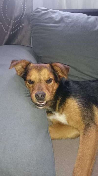 Fotochallenge Nr. 47 - Zeigt die Zähne-Beitrag-Bild