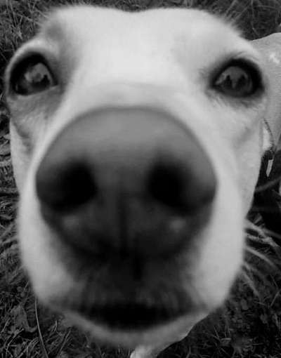 Foto-Challenge 76: Foto in Schwarz-Weiss-Beitrag-Bild