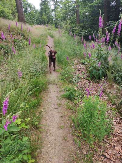 Hundetreffen-Hundebuddys zum Sparzieren und Spielen gesucht-Bild
