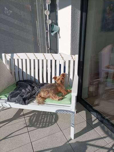 yorkshire Terrier austausch-Beitrag-Bild