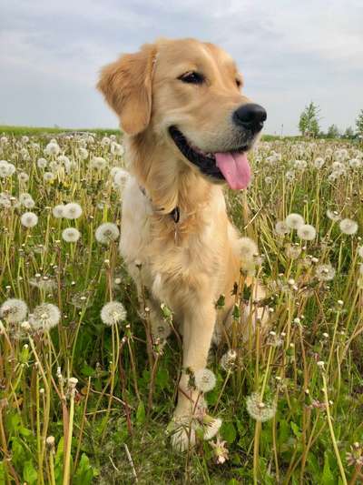 Wo sind die Golden Retriever Liebhaber?-Beitrag-Bild