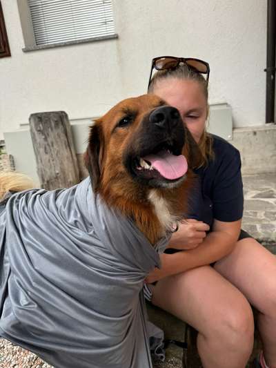 Hundetreffen-Gemeinsame Gassirunde, Spielen & ein bisschen üben-Bild