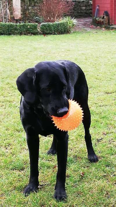 Mischlinge raten - Rätselspaß-Beitrag-Bild