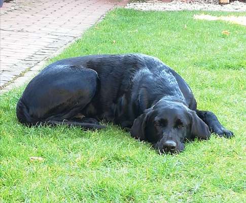 Mischlinge raten - Rätselspaß-Beitrag-Bild