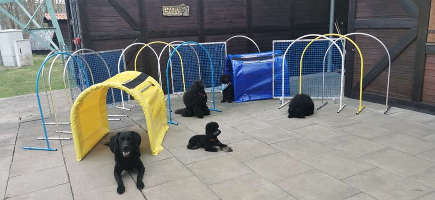 Alles rund um den Pudel-Beitrag-Bild