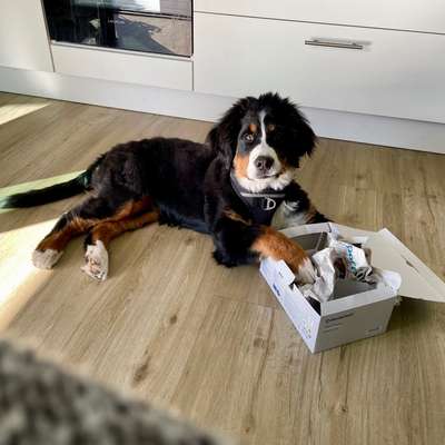 Hundetreffen-Gisela-Bruni sucht Spielfreunde-Bild