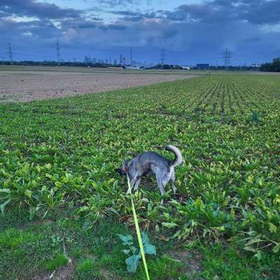 Hundetreffen-Treffen in Eschborn-Bild