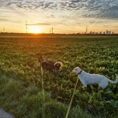Hundetreffen-Gemeinsame Spaziergänge-Bild