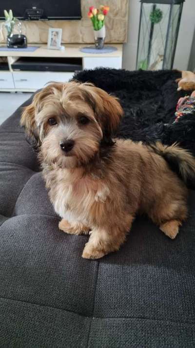 Hundetreffen-Gassirundenbegleitung oder Spielkameraden gesucht-Bild