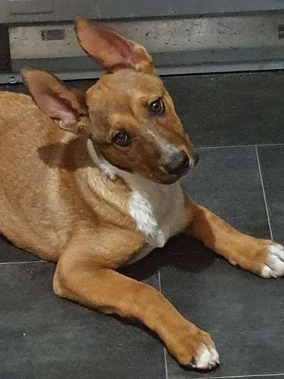 Hundetreffen-Welpen spiel treffen-Bild