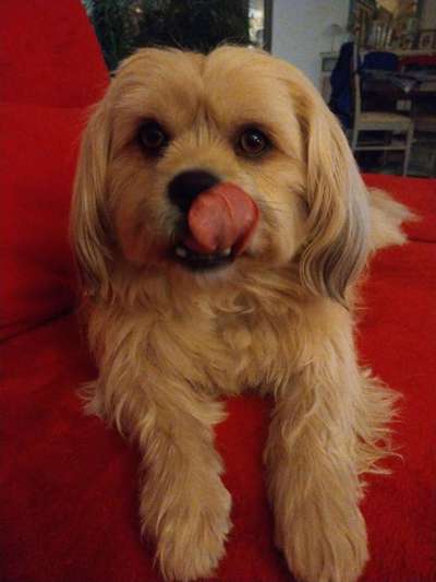 Fotochallenge Nr. 59 - Mein Hund zeigt die Zunge-Beitrag-Bild