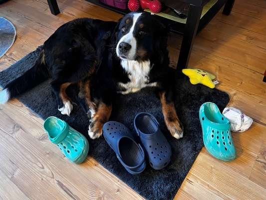 Symptome der Läufigkeit trotz Kastration-Beitrag-Bild