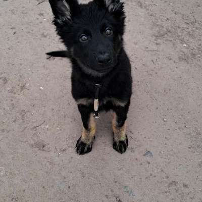 Hundetreffen-Welpen treffen-Bild