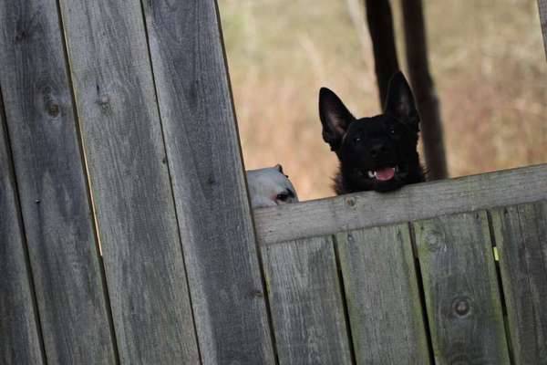 Lustigsten Grimassen von euren Hunden-Beitrag-Bild