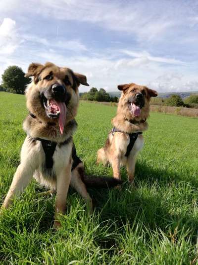 Zeigt her eure Junghunde :)-Beitrag-Bild