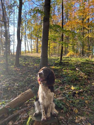 Dogorama Photo Challenge - Märchenwald-Beitrag-Bild