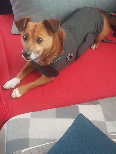 Hundetrainer auf geringfügiger Basis gesucht-Beitrag-Bild