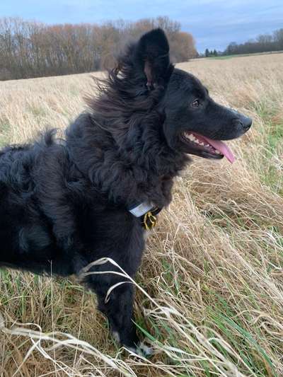 Rüden wollen meine Hündin ständig decken-Beitrag-Bild