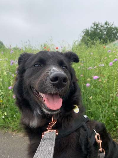 Die Dogorama Monats Challenge "Es grünt und blüht"-Beitrag-Bild