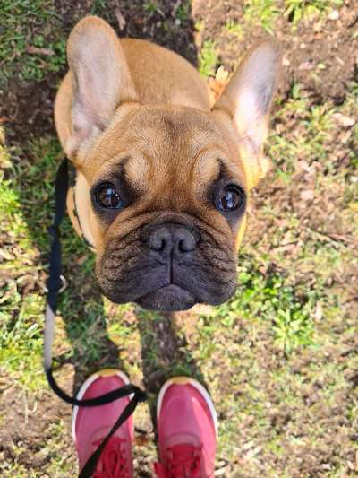 Zeigt her eure Frenchi-Beitrag-Bild