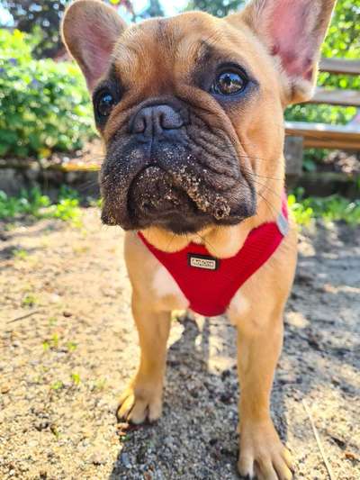 Die Dogorama Kalender Challenge 4/4-Beitrag-Bild