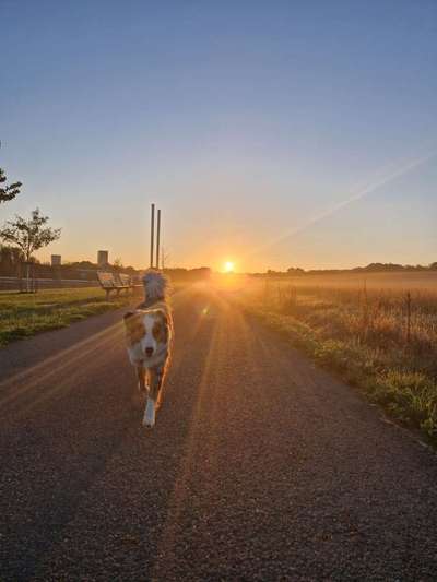 Fotosammlung: ,,Der natürliche Hund" Unbearbeitet, ungestellt und in Natura-Beitrag-Bild