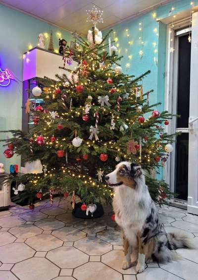 It's beginning to look a lot like.....-Beitrag-Bild